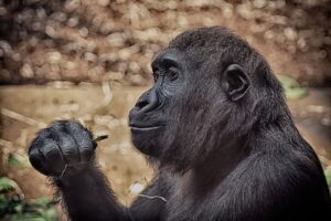ゴリラクリニックで都度払いがあるのはどんなサービス？