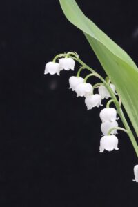 ストラッシュの都度払いができるサービスの詳細は？