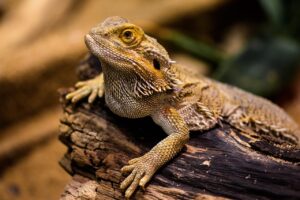 ヒゲ脱毛の都度払いが福岡で人気の理由は？