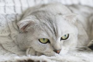 ヒゲ脱毛を都度払いで行える大阪のおすすめサロンは？